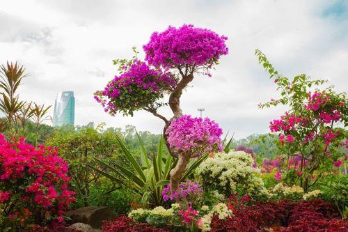 2021深圳莲花山花海有哪些