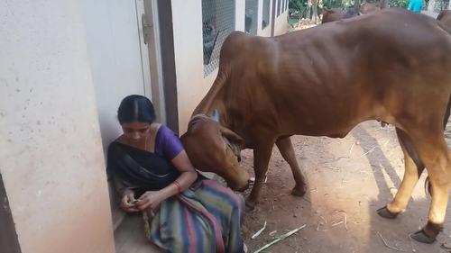 牛在印度地位到底有多高