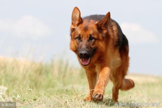 小牧羊犬多少钱一只