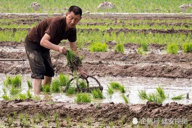 农民四大忙顺口溜