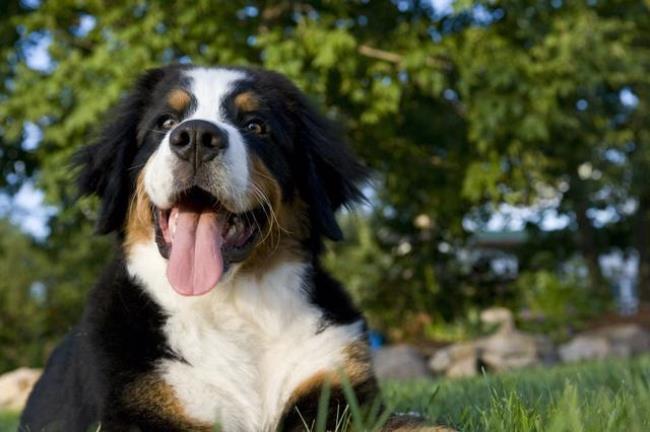 伯恩山犬一般人养不起