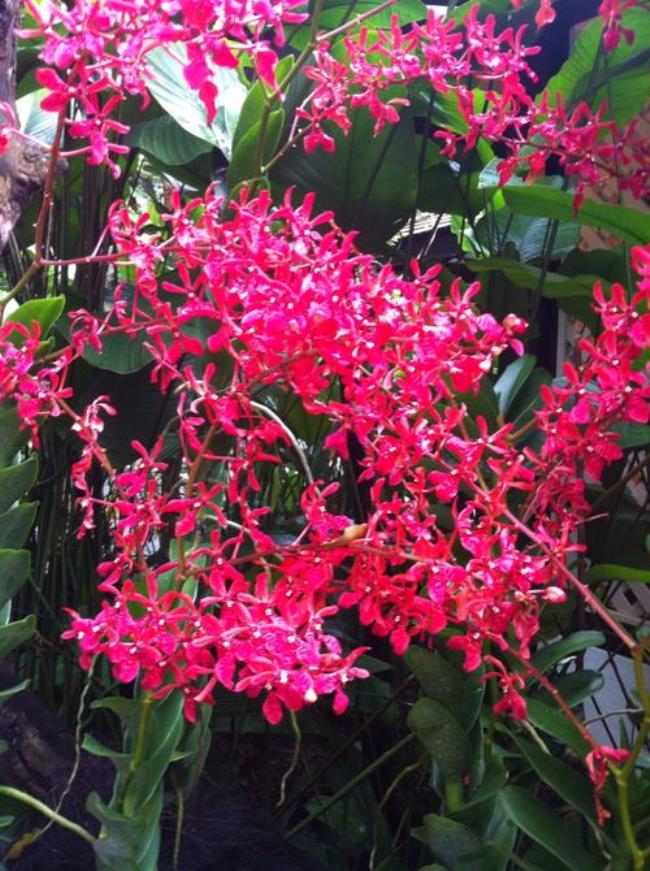 胡姬花是新加坡的国花吗