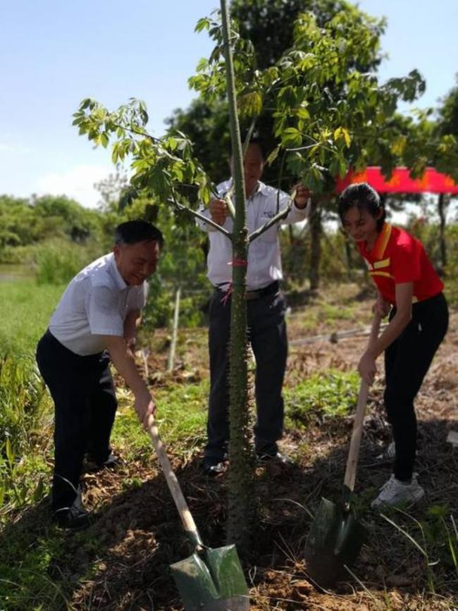 人工植树需要哪些成本