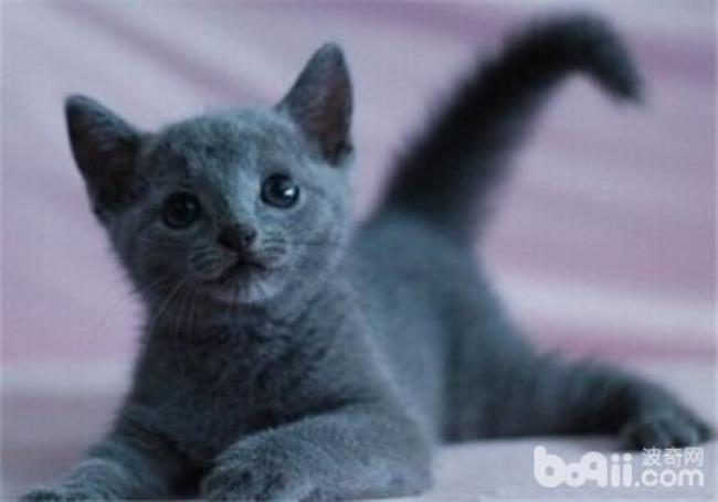 俄罗斯蓝猫取名字