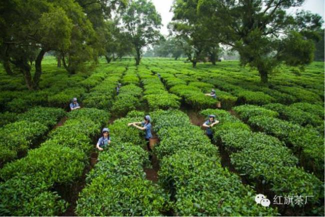 英红茶厂的历史由来