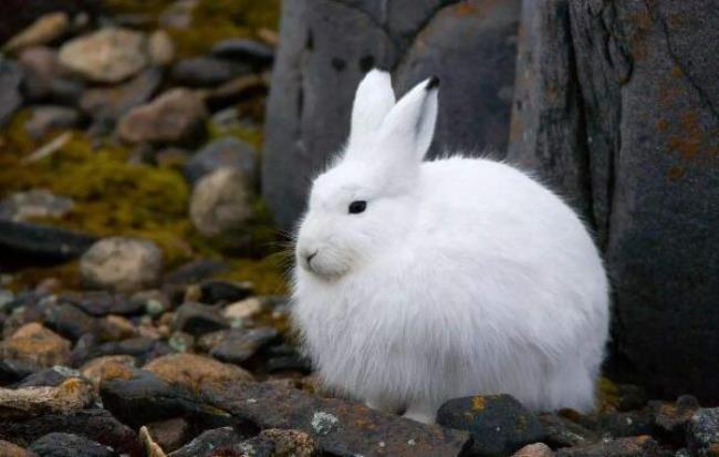 兔子的特点是什么