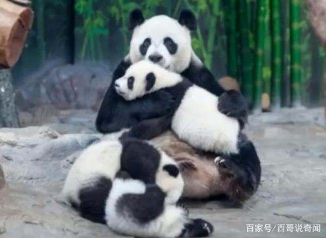 永明大熊猫生的熊猫归谁