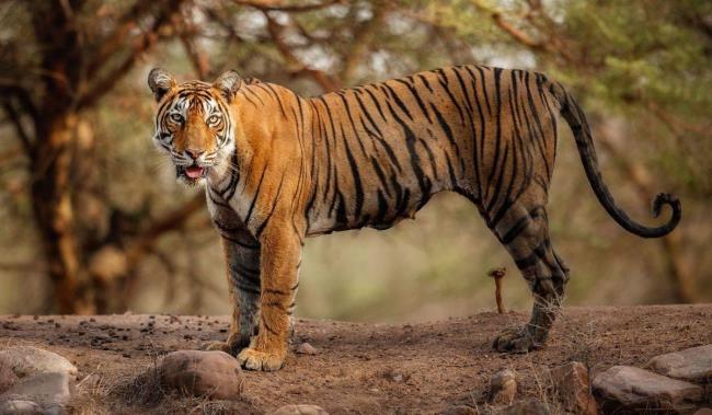 中国最凶猛的老虎是什么品种