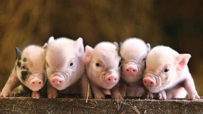 猪和人类的基因有多少相同