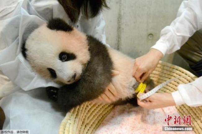 为什么日本可以繁殖大熊猫