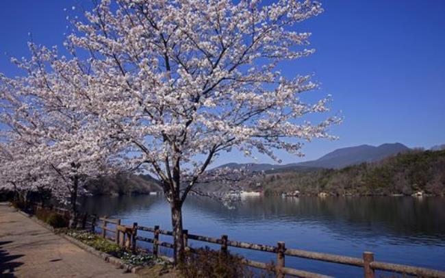 日本的樱花都有什么品种
