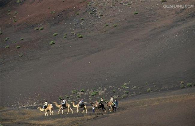 俄罗斯骆驼分布情况