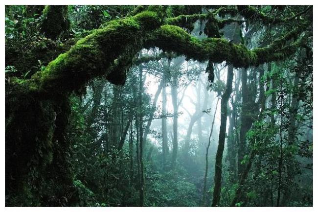 亚马逊雨林十大恐怖生物纪录片