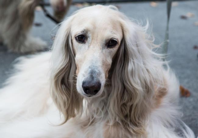 阿富汗猎犬能狩猎吗