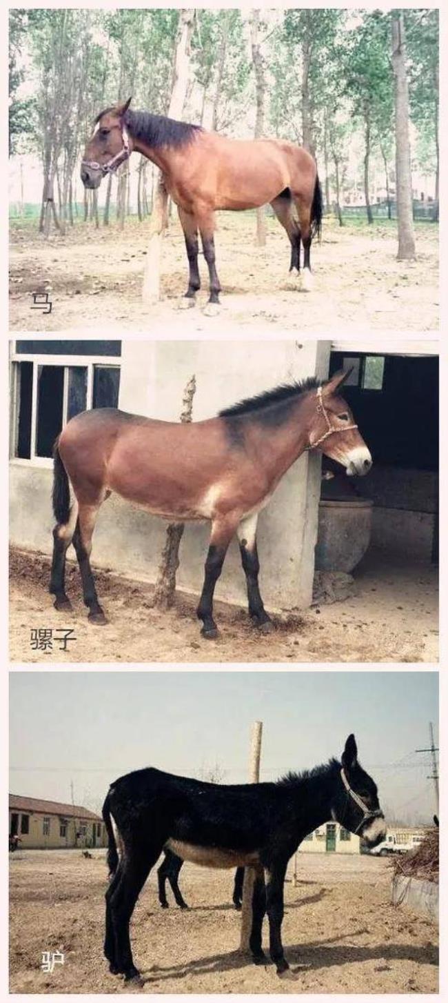 马和驴有什么区别