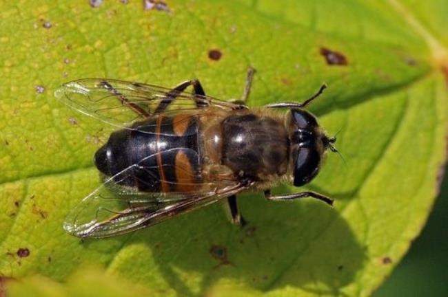苍蝇战蜜蜂是什么生肖动物
