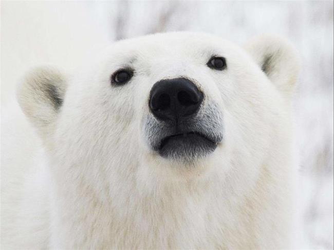 北极熊为什么不能去南极