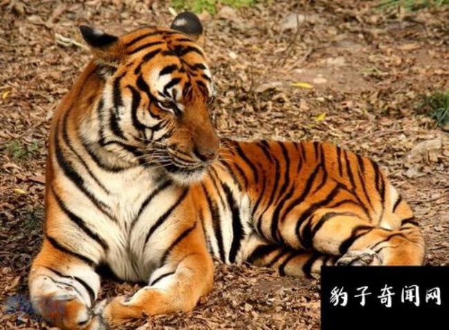 东北虎和华南虎是一个物种吗