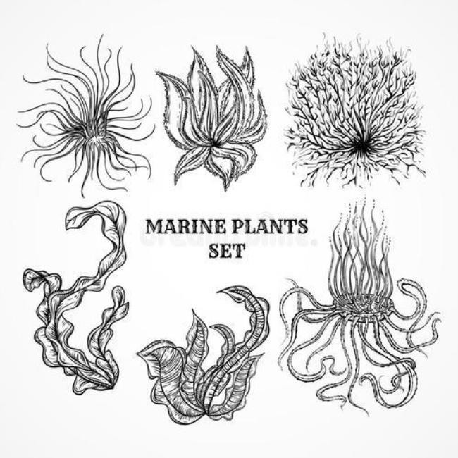 海底动植物简笔画