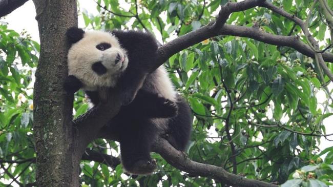 大熊猫的国际地位为什么高