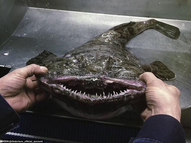 十大最丑陋深海鱼