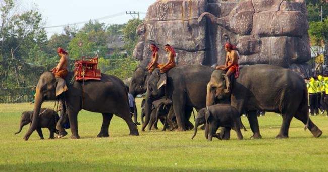 泰国有多少亚洲象