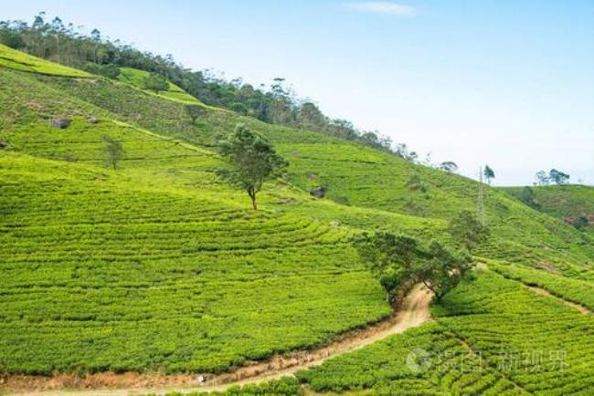 斯里兰卡茶叶为什么那么便宜