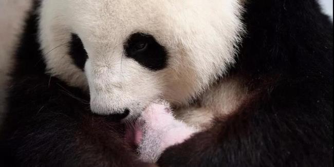 一只在德国出生的熊猫什么梗