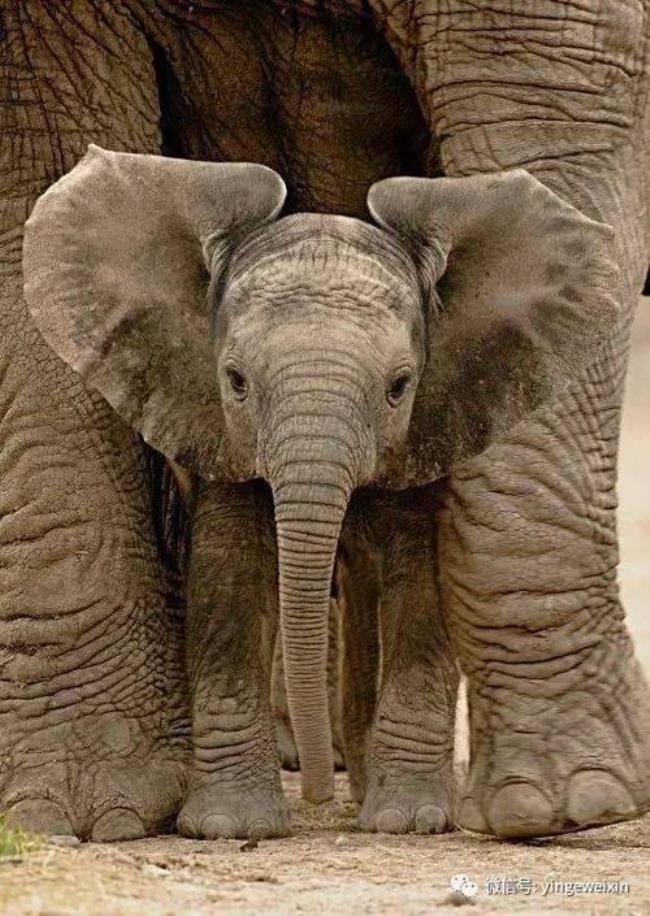 大象被称为