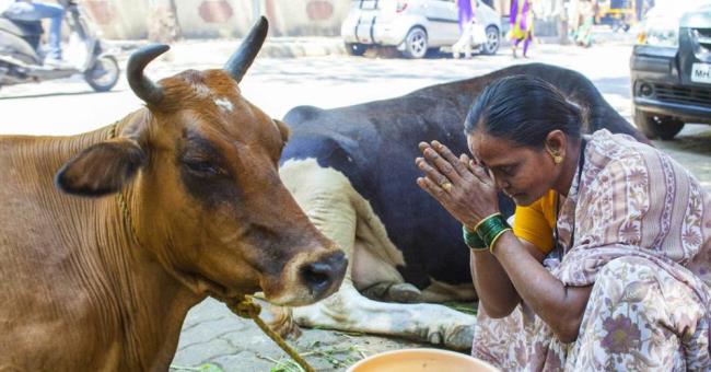 印度最小的牛