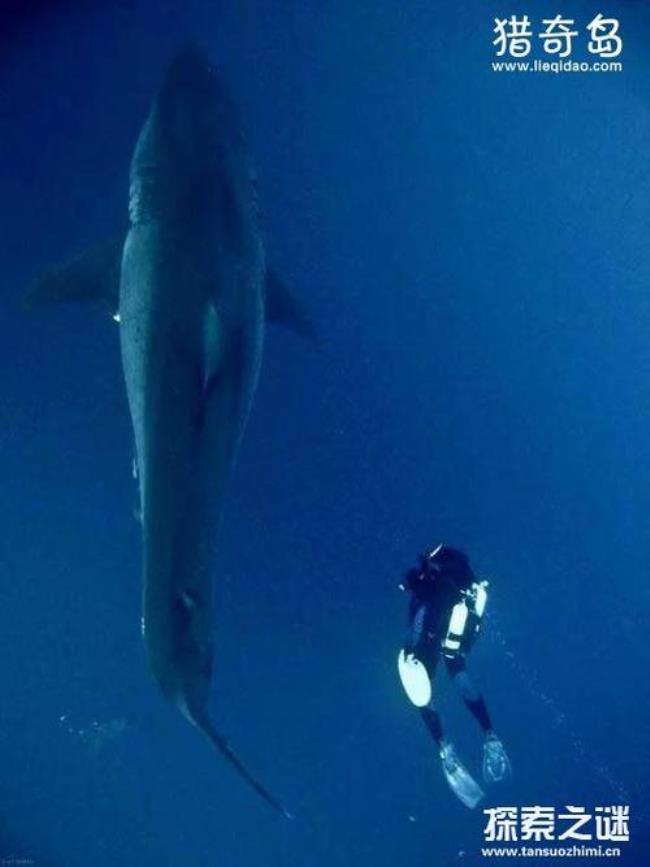 海洋深处的大白鲨到底有多可怕