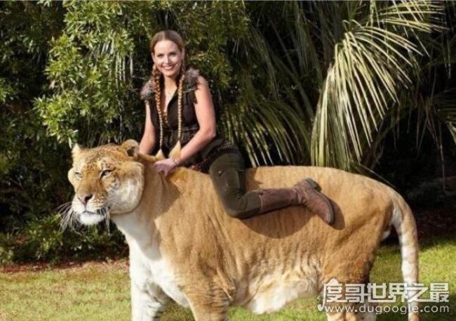 世界上最大的狮子有多大