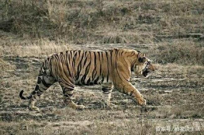 孟加拉虎是第二大的老虎