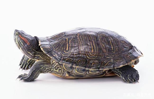 巴西龟一般能活多少岁