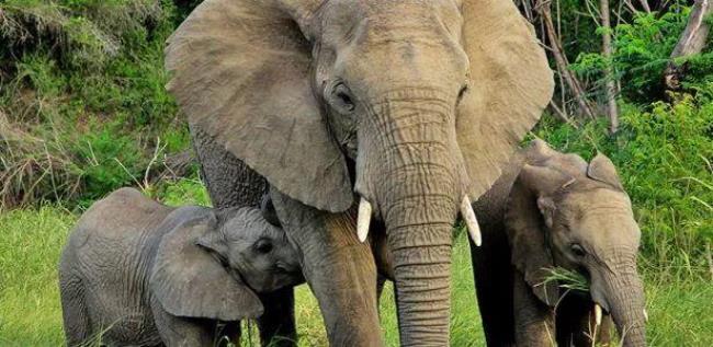 亚洲象有多少只