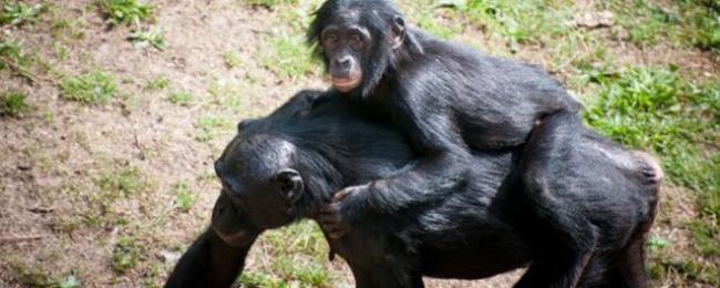 为什么大猩猩不参加非洲大迁徙
