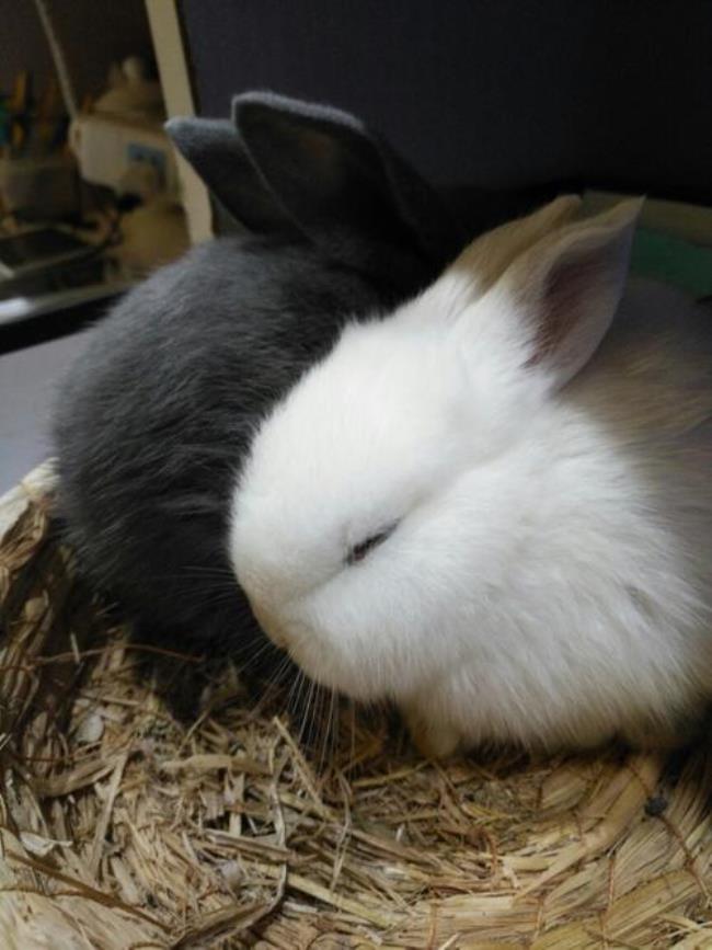 兔子的鼻子像什么