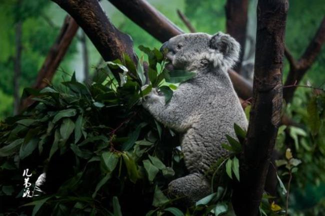 koala这个英文名好不好