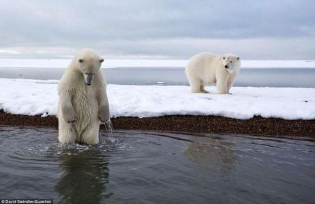 北极还有北极熊吗
