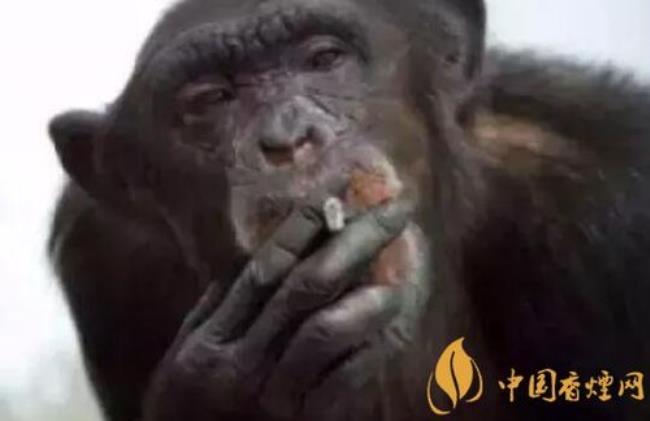 烟代表了什么的动物
