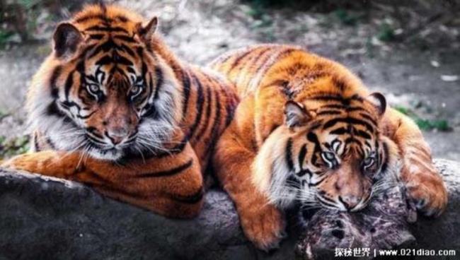 一只老虎和一个女孩是什么寓意