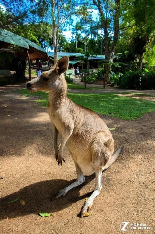 澳大利亚的国宝什么动物