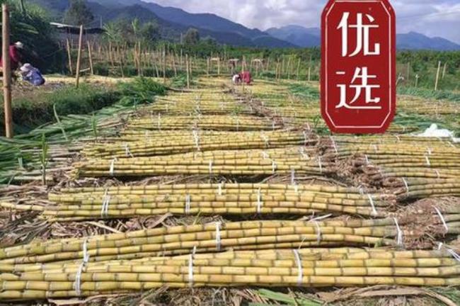 甘蔗是台湾的什么