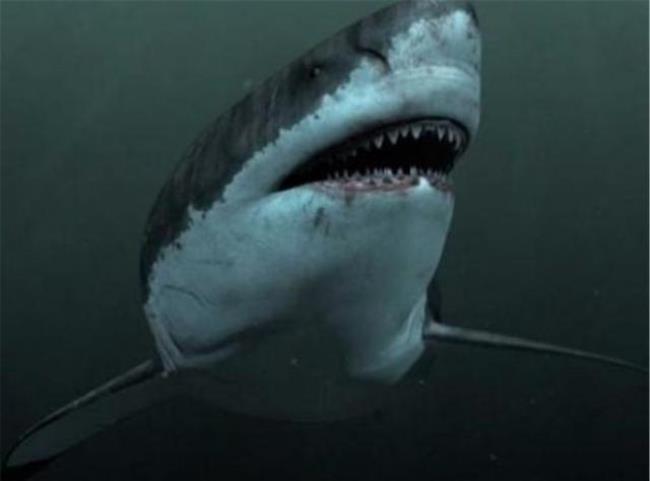 世界上最大的巨齿鲨有多大