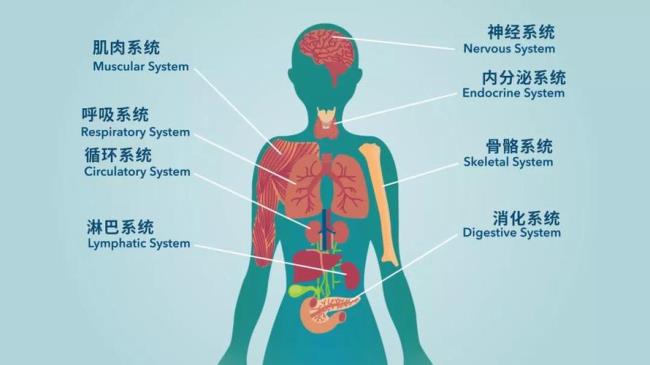 人体分几大系统那个系统最重要