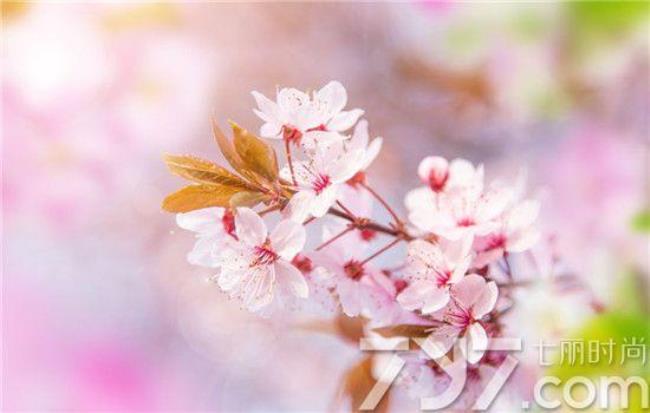 樱花有象征爱情的意思吗