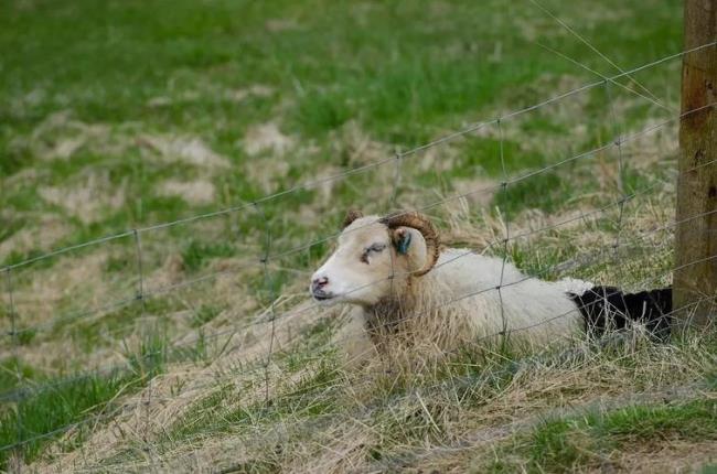 冰岛羊崽传说