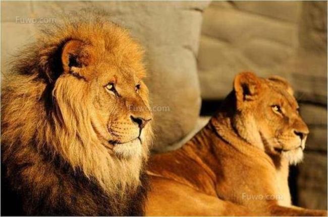 狮子在中国古代被称作