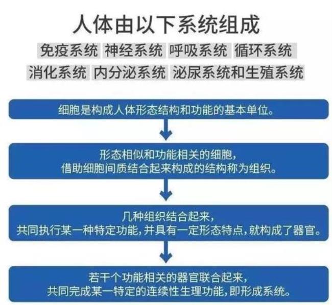 八大系统的组成结构和功能