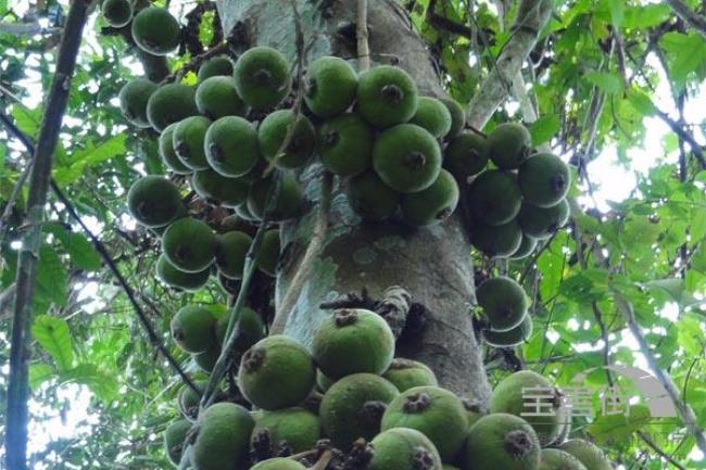 热带雨林的十大水果